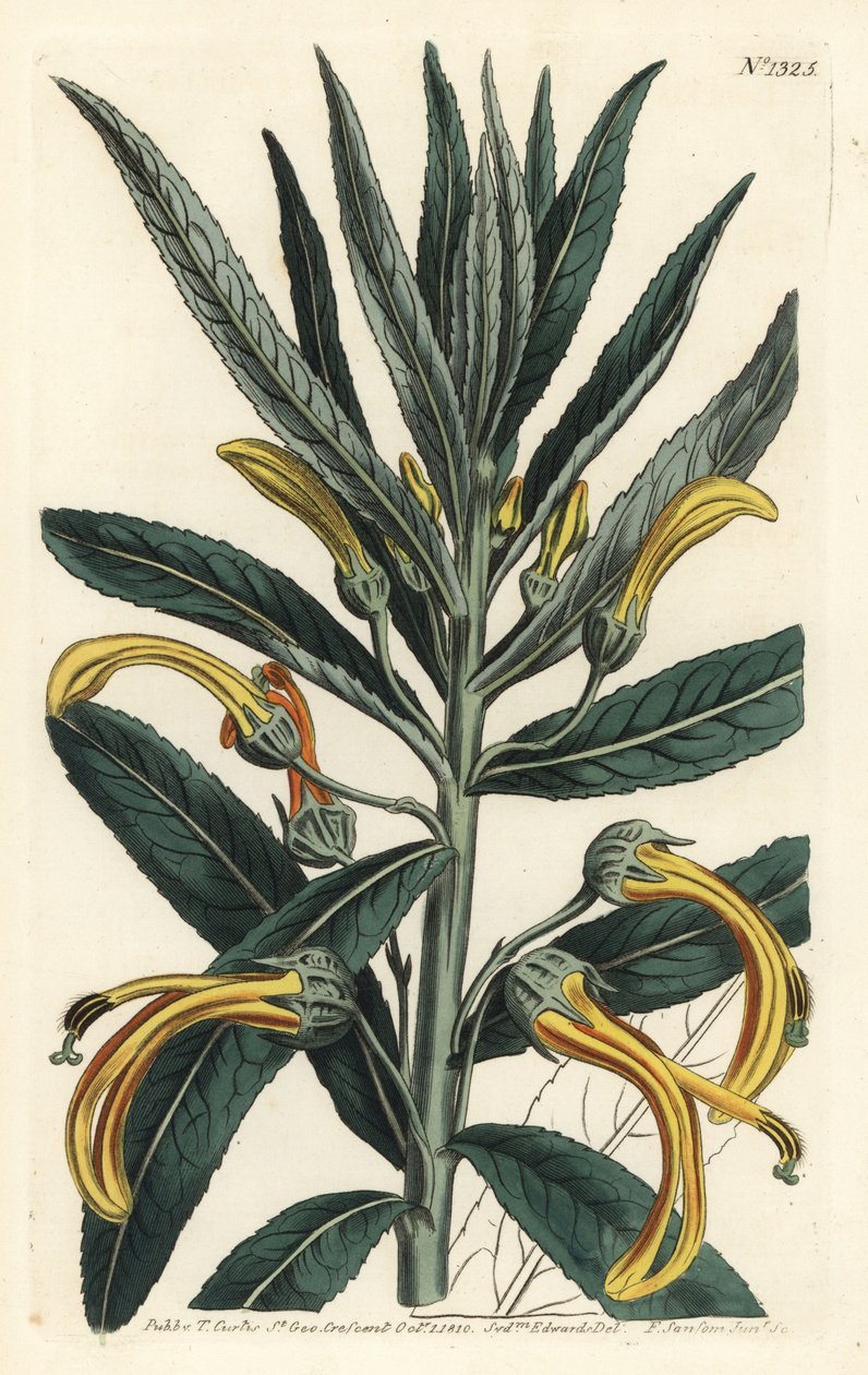 Siphocampylus giganteus, endangered (Gigantic lobelia, Lobelia gigantea).William Curtis