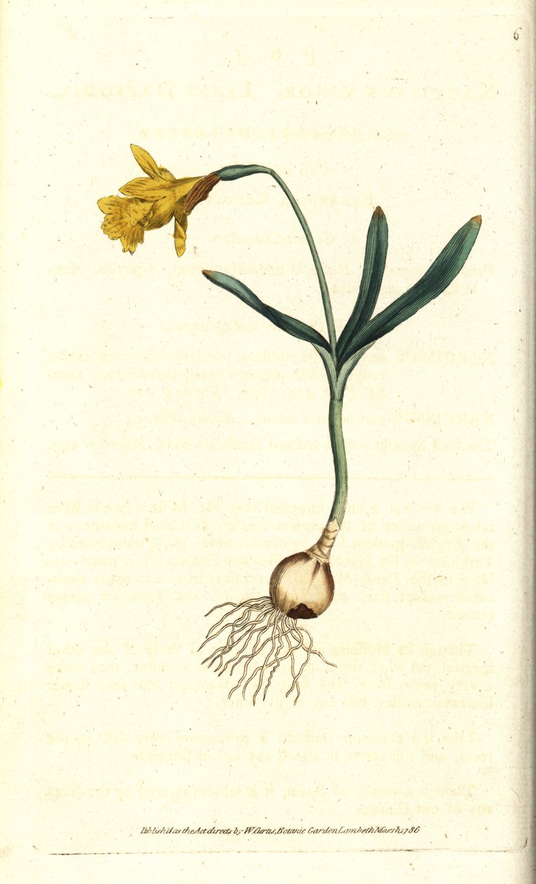 Small narcissus - Least daffodil, Narcissus pseudonarcissus subsp.minor (ナルキッソスマイナー).William Curtis