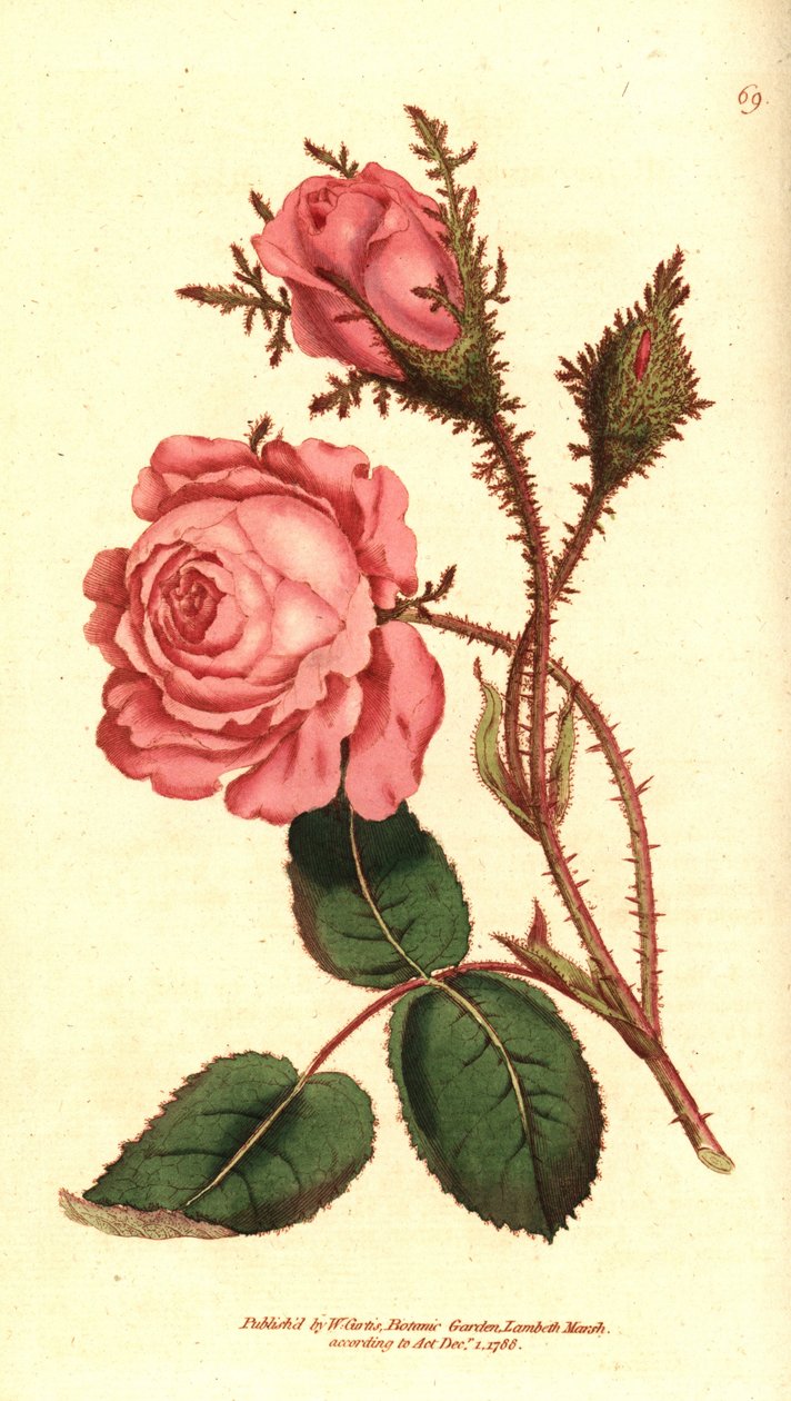 Sparkling rose (sparkling rose) - Pink moss, Rosa centifolia f. muscosa (Rosa muscosa).William Curtis