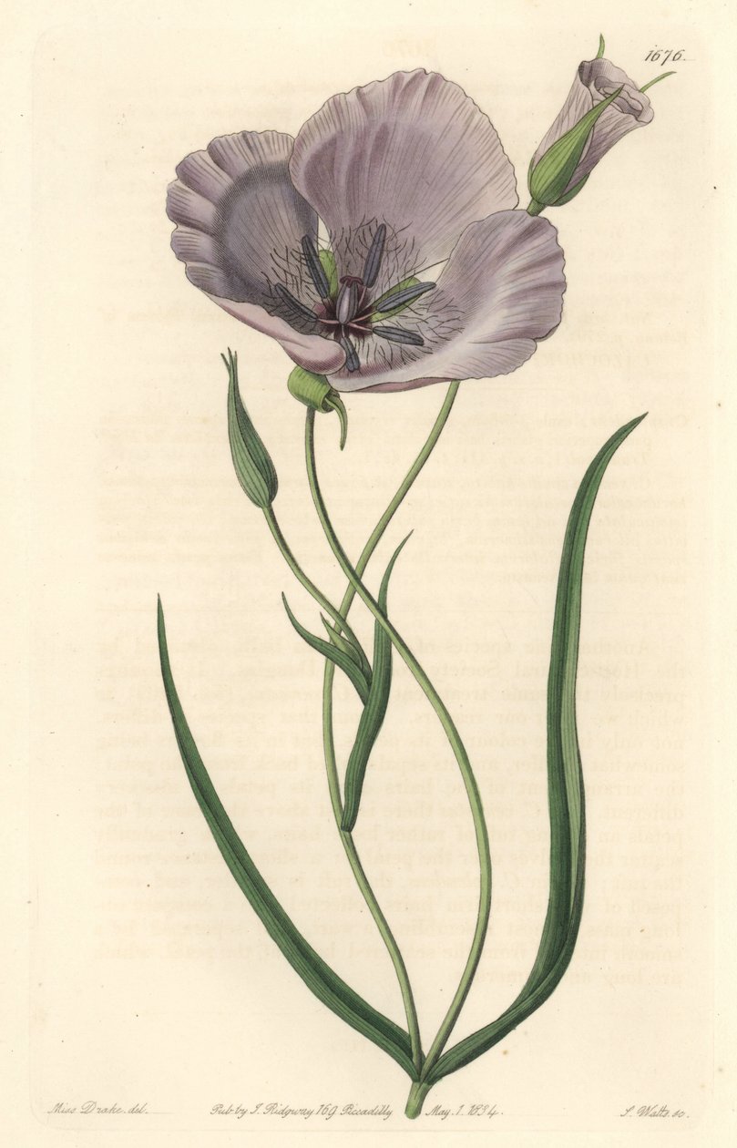 Splendid calochorte (splendid mariposa), native to California - Satiny calochortus or splendid mariposa lily, Calochortus splendens, Native to California - Sydenham Edwarより、Miss DrakeのイラストをもとにS.Wattsが描いた手彩色の銅板画。 作： シデナム・ティースト・エドワーズ