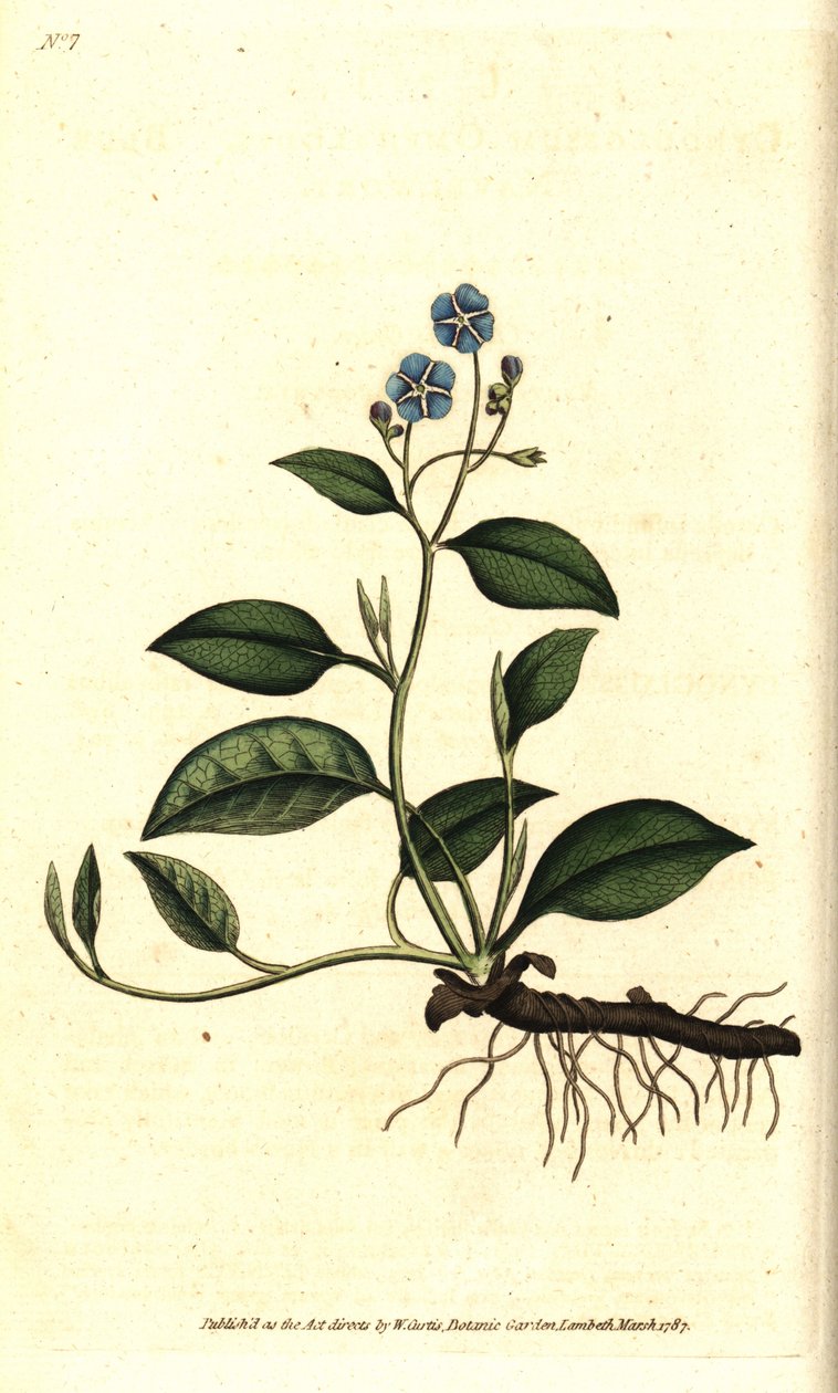 Spring Omphalodes or Printaniere Little Borage - Creeping navelwort, Omphalodes verna (blue navelwort, Cynoglossum omphalodes).William Curtis