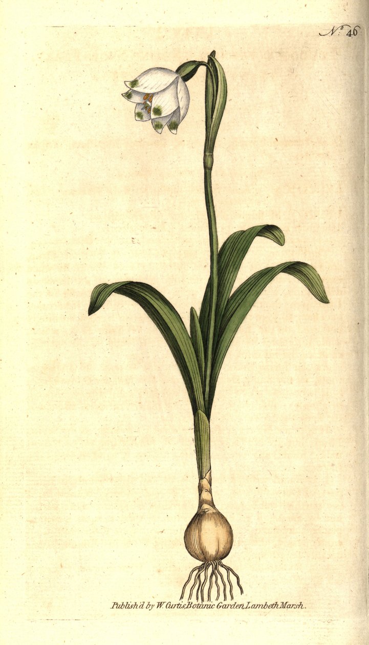 Spring level or Claudinette - 春の雪の結晶、Leucojum vernum。William Curtis
