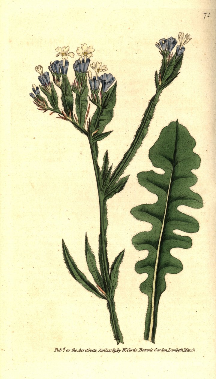 スタティス・シヌエ（Limonium with sinuate leaves） - シーラベンダー（Limonium sinuatum）（パープルカップ・スタティスまたはスリフト（Statice sinuata）。ウィリアム・カーティスの『The Botanical Magazin』に掲載されたジェームズ・サワービーの植物図版に手彩色を施した銅版画。 作： シデナム・ティースト・エドワーズ