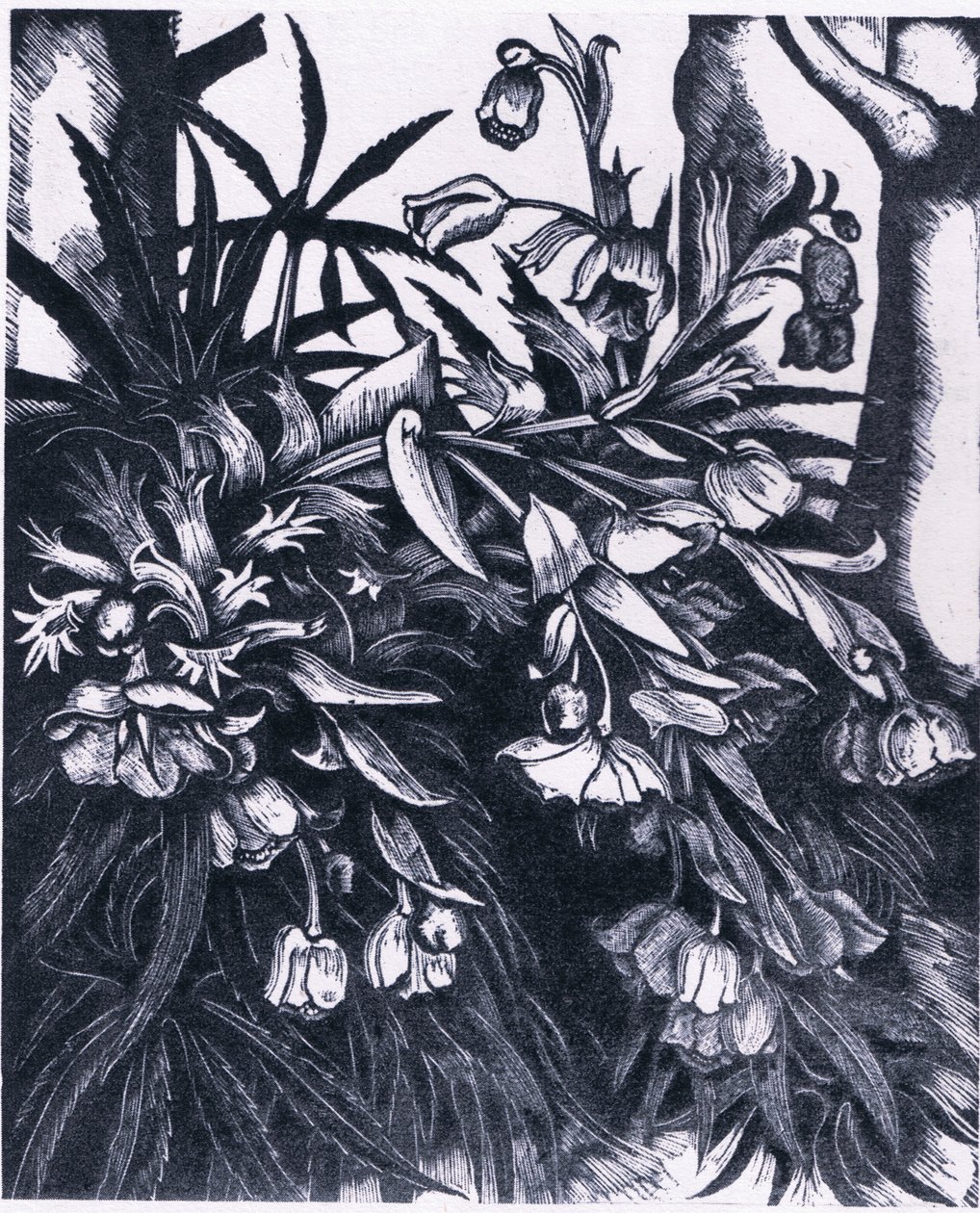 Stinking Hellebore, Nature in Britain (Collins社) 作： シデナム・ティースト・エドワーズ