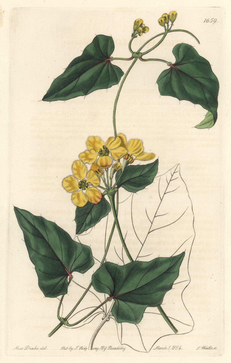 南アメリカ原産のStygmaphyllon - Sarah Anne Drake (1803-1857)のイラストからS.Wattsが描いた強い水、Botanical Registerより。 作： シデナム・ティースト・エドワーズ