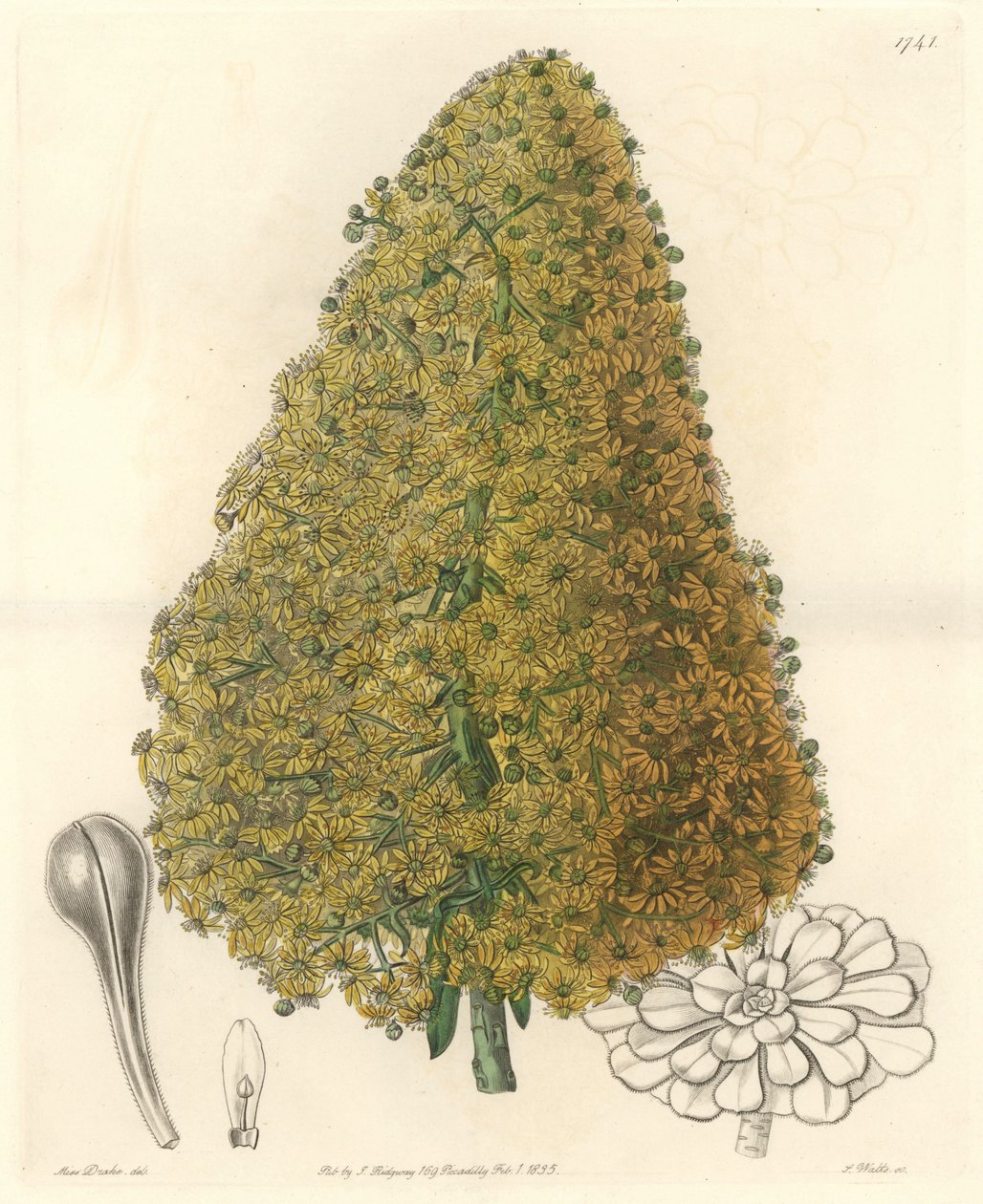 多肉植物、アエニウムの花、カナリア諸島原産 - サラ・アン・ドレイク（1803-1857）のイラストからS.ワッツが描いた強い水、Botanical Registerより 作： シデナム・ティースト・エドワーズ