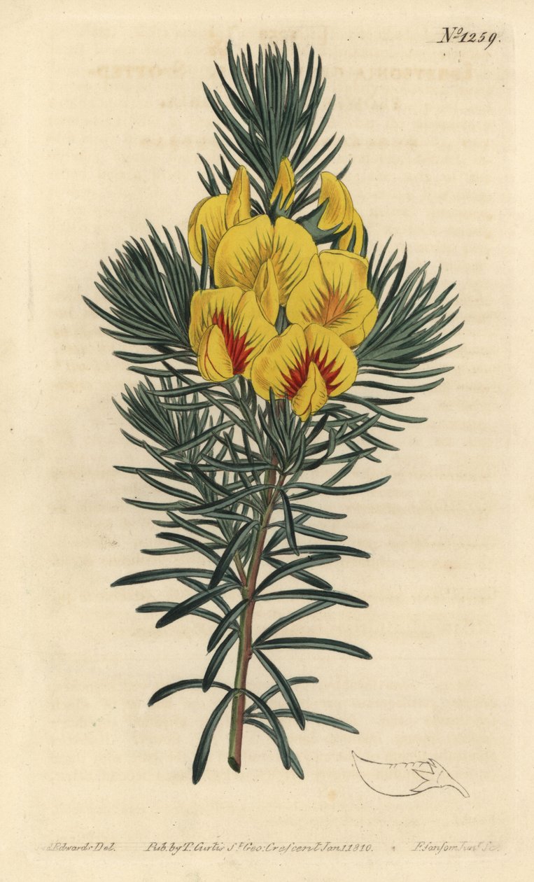 cotter or honey bush - Coastal tea or kustee, Cyclopia genistoides (Spotted-flowered ibbetsonia, Ibbetsonia genistoides).William Curtis