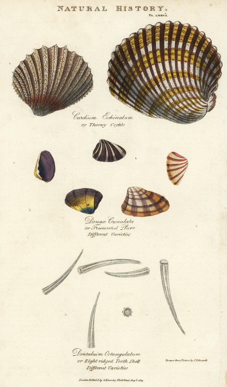 棘のある鳥貝（Cardium echinatum）、切り詰められた鳥貝（Donax crenulata）、八つ裂きの歯貝（Dentalium octangulatum）。John Mason GoodのPantologia, a New Encyclopedia, G. Kearsley, Londonに掲載されたSydenham Edwardsの手彩色銅版画。 作： シデナム・ティースト・エドワーズ