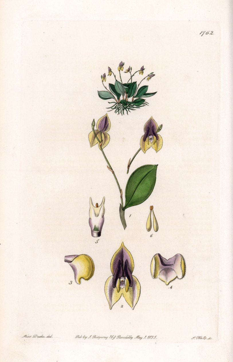 三つ歯のLepanthe - イギリスのSydenham Edwards（1768-1819）のBotanical Registerに掲載されているSarah Anne Drake（1803-1857）のイラストをS.Wattsがエングレービングしたプレート。 作： シデナム・ティースト・エドワーズ