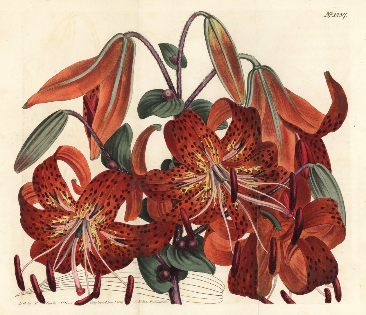 タイガーリリー - タイガーリリー、Lilium lancifolium（タイガースポットのある中国のユリ、Lilium tigrinum）。William Curtis