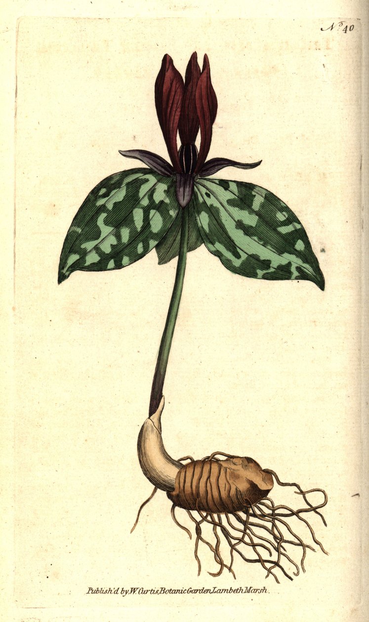 ガマズミやゴマノハグサ（Trillium sessile）。William Curtis