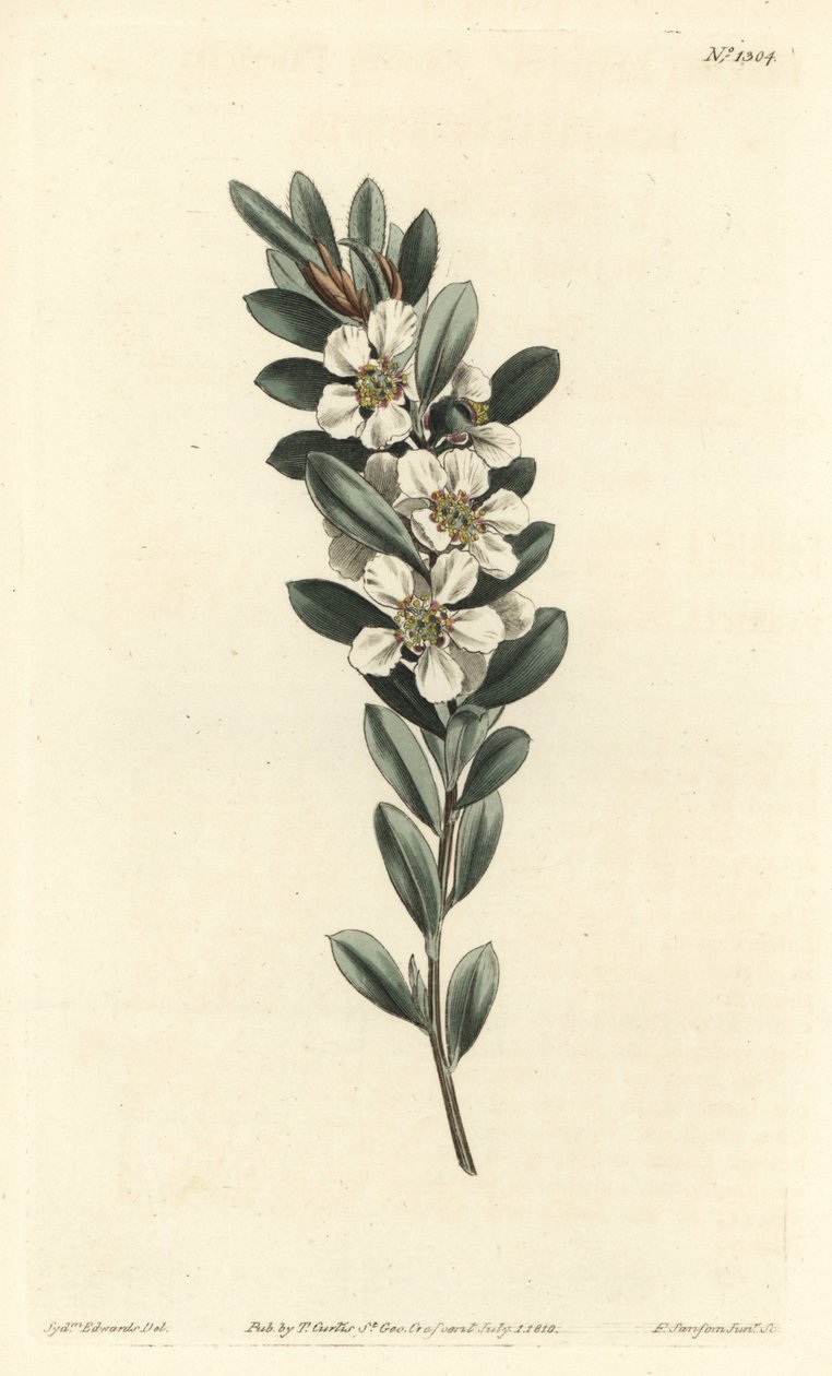 Tree a the or Australian myrtle - Coastal tea tree, Leptospermum laevigatum (Smooth fabricia, Fabricia laevigata).William Curtis