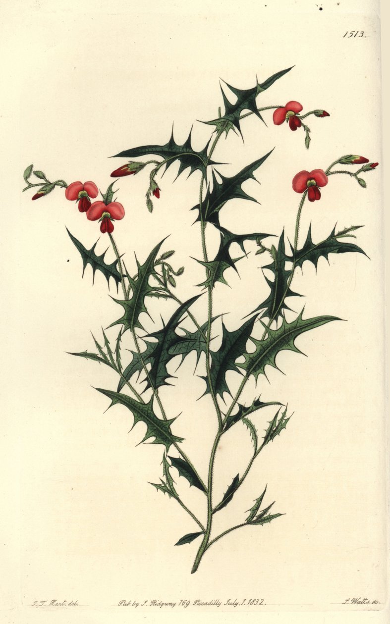 Chorozema triangulare（三角錐の蝶形動物）。Sydenham Edwards