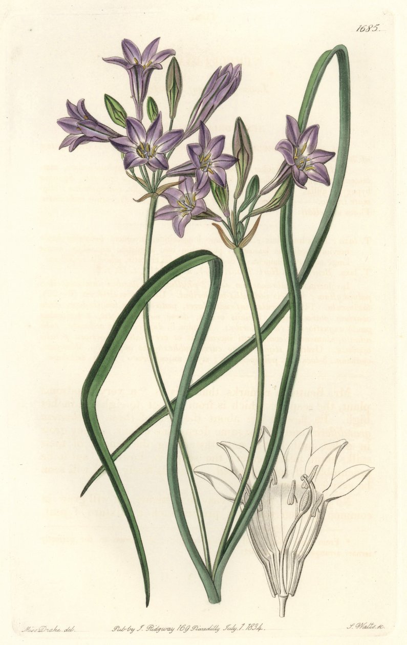 Triteleia ou brodiacea lache - Water forte by S. Watts from an illustration by Sarah Anne Drake (1803-1857), from Botanical Register 作： シデナム・ティースト・エドワーズ