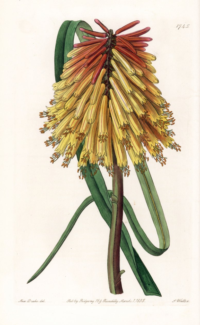Tritome a long bunch or satan