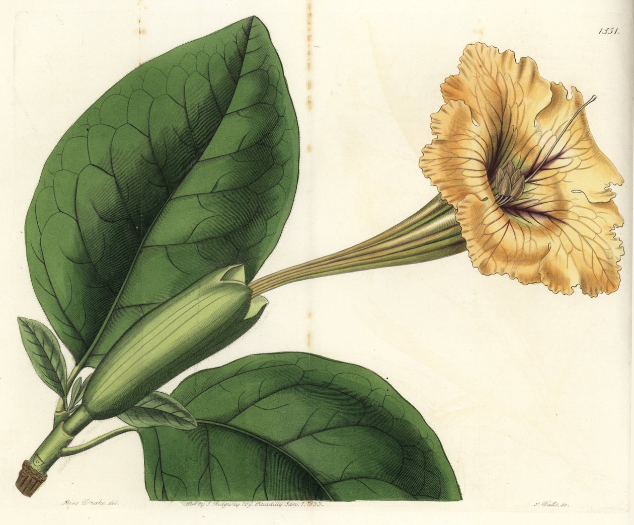 Trumpet liana or cup of gold - Chalice vine or spotted-flowered solandra, Solandra guttata.Sydenham Edwards