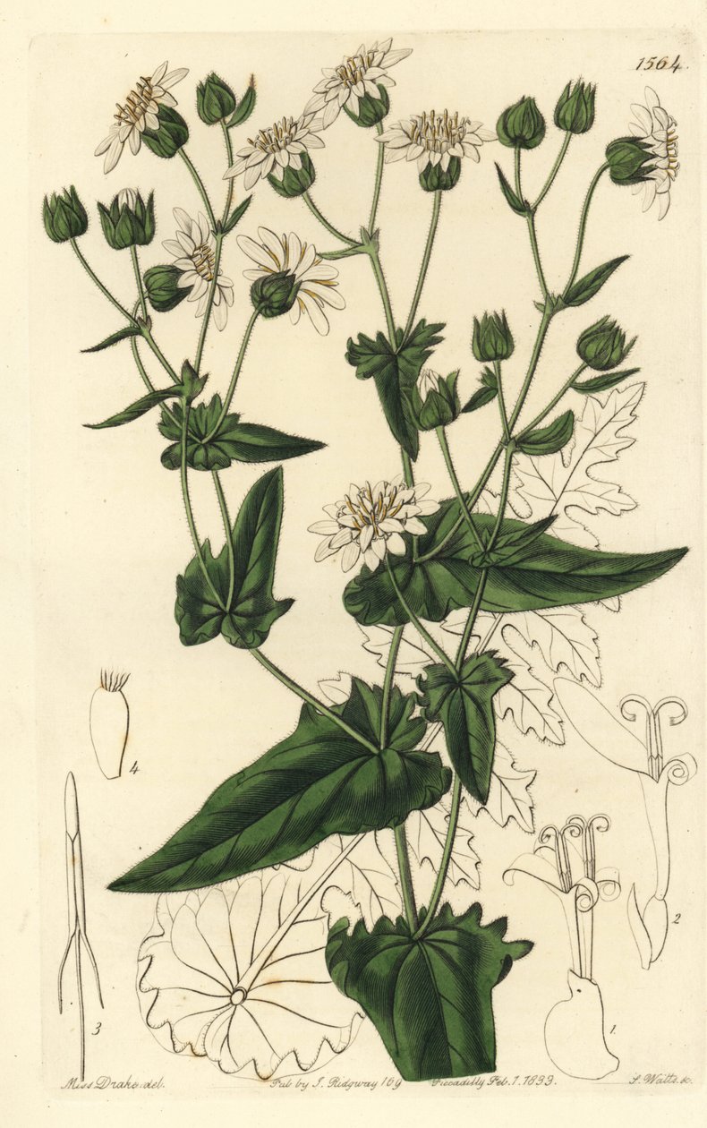 カブの葉のムスクサッコリー、Moscharia pinnatifida。Sydenham Edwards