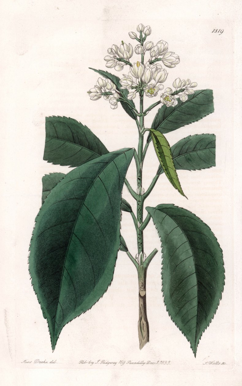 Turpinia Variete - イギリスのSydenham Edwards（1768-1819）のBotanical Registerに掲載されているSarah Anne Drake（1803-1857）のイラストをS.Wattsがエングレービングしたプレート。 作： シデナム・ティースト・エドワーズ