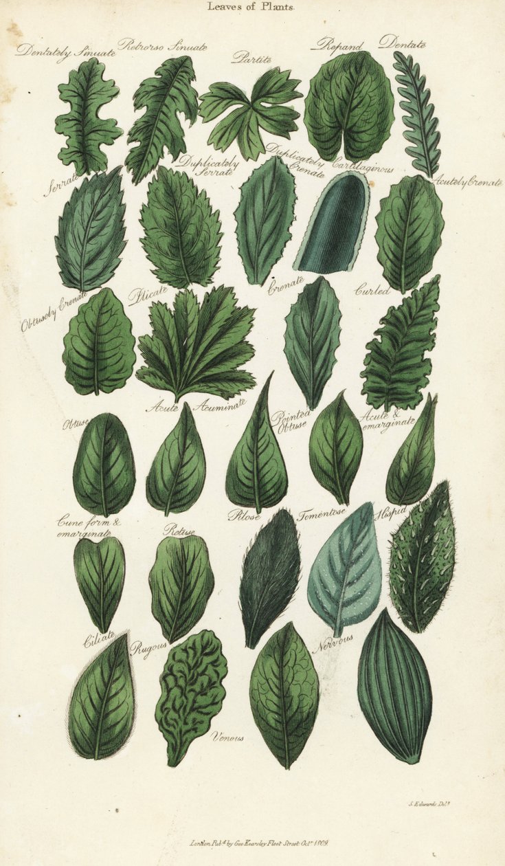 植物の葉の種類。Sydenham Edwardsによる手彩色銅版画（John Mason Good