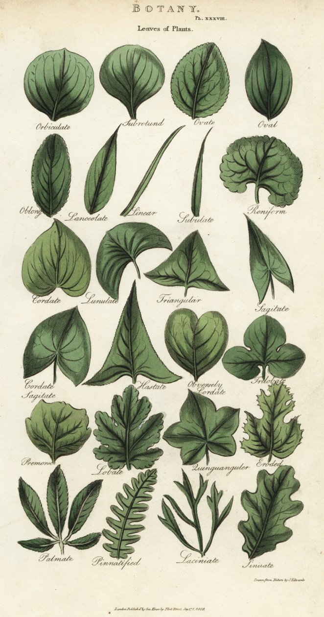 植物の葉の種類。Sydenham Edwardsによる手彩色銅版画（John Mason Good