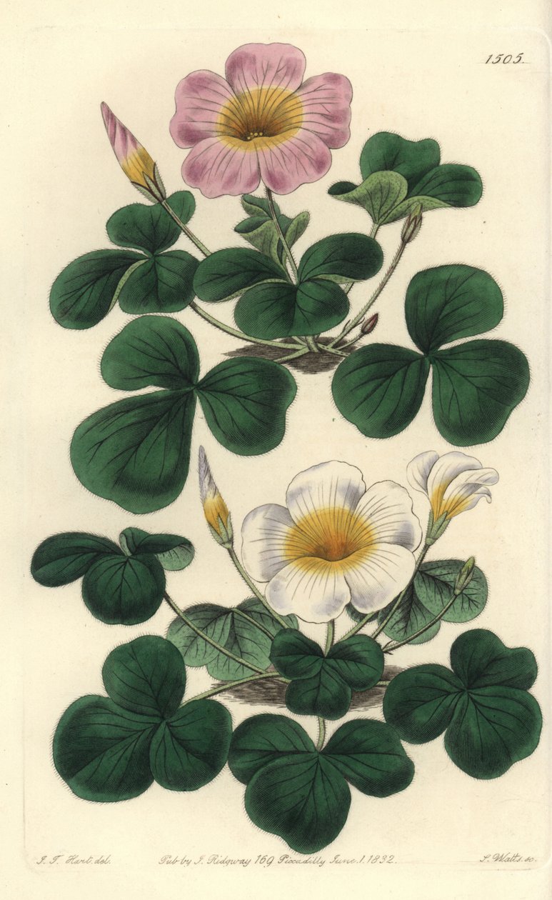 ヴァリアブル・オキザリス、オキザリス・ヴァリアビリス（Oxalys purpurea）。Sydenham Edwards