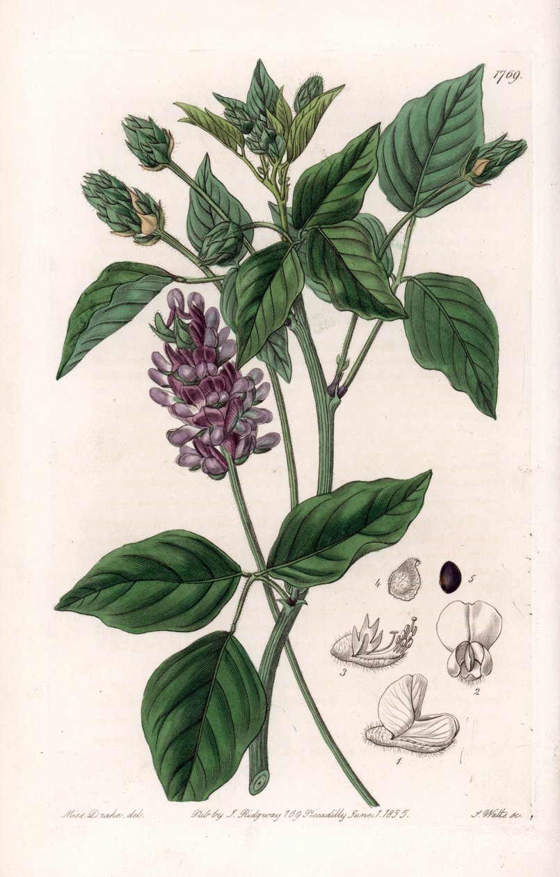 Variete de Psoralea - イギリスのSydenham Edwards (1768-1819)のBotanical Registerに掲載されたSarah Anne Drake (1803-1857)のイラストをS.Wattsがエングレービングしたボード。 作： シデナム・ティースト・エドワーズ