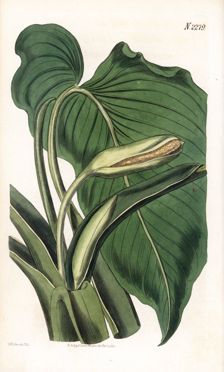 Variete de calla ou arum - Aromatic calla, Homalomena aromatica (Calla aromatica).ロンドンのSamuel Curtis