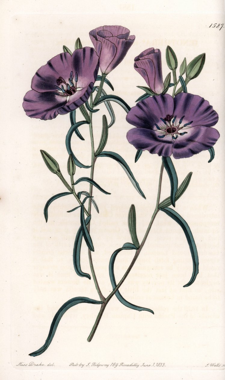 南アメリカ原産のクラークリアの変種 イギリスのSydenham Edwards（1768-1819）のBotanical Registerに掲載されているSarah Anne Drake（1803-1857）のイラストをS.Wattsが加工したもの。 作： シデナム・ティースト・エドワーズ