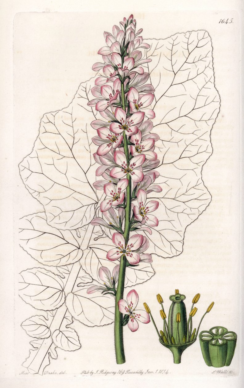 乳白色の葉を持つFrancoaの変種、チリの固有種 - イギリスのSydenham Edwards（1768-1819）のBotanical Registerに掲載されたSarah Anne Drake（1803-1857）のイラストをS.Wattsがエングレーヴィングしたもの。 作： シデナム・ティースト・エドワーズ