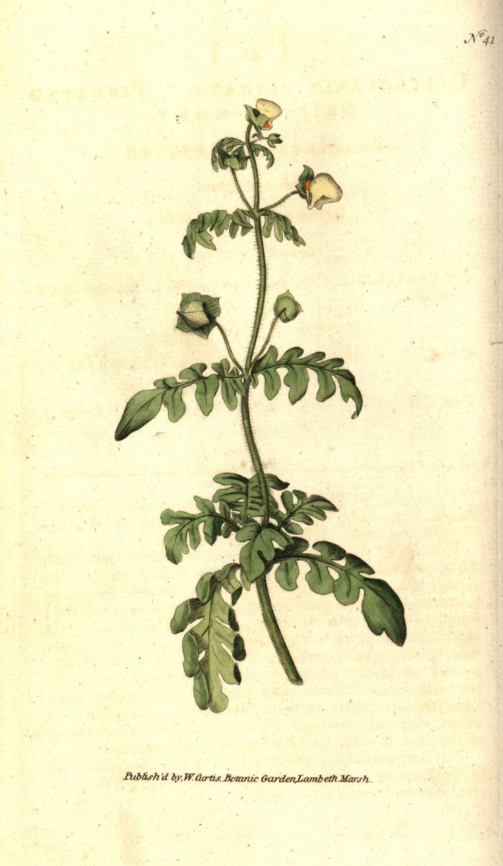 calceolarの変種 - Pinnated slipper-wort, Calceolaria pinnata.William Curtis