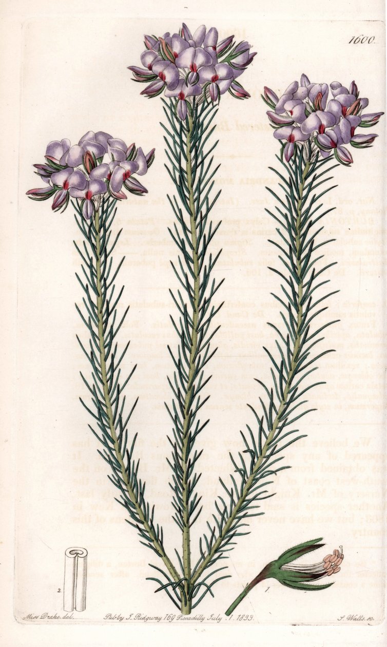 オーストラリア原産のgompholobium（マメ科）の変種 - イギリスのSydenham Edwards（1768-1819）のBotanical Registerに掲載されているSarah Anne Drake（1803-1857）のイラストをS.Wattsがエングレーヴィングしたもの。 作： シデナム・ティースト・エドワーズ