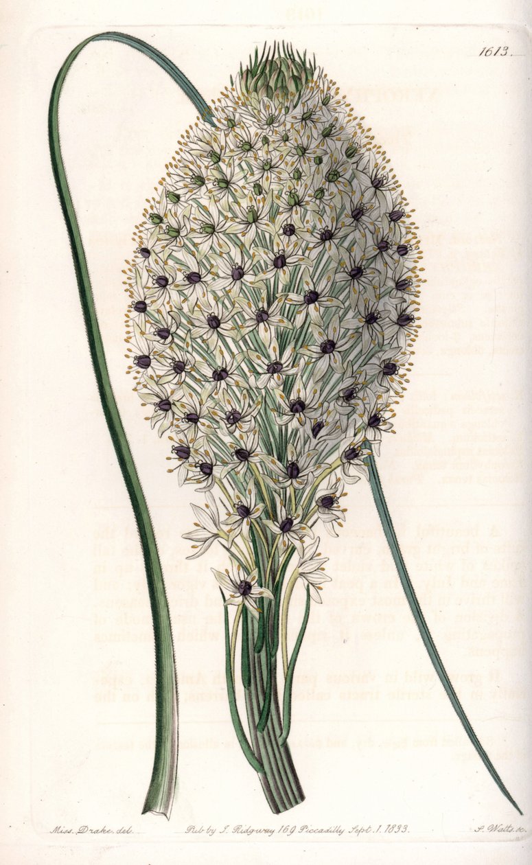 Variete of liliacee (Helonias asphodeloides) - Engraved by S.Watts, from an illustration by Sarah Anne Drake (1803-1857), from the Botanical Register of Sydenham Edwards (1768-1819), England 作： シデナム・ティースト・エドワーズ