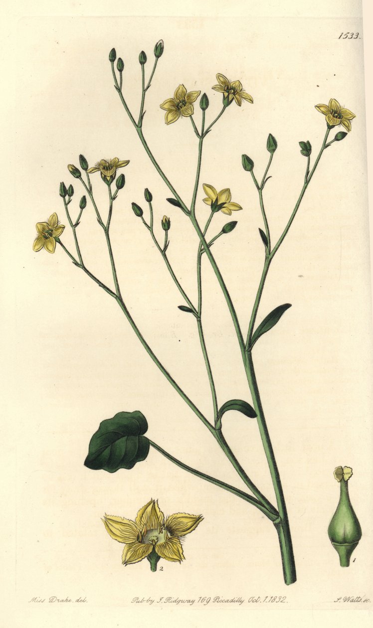 オーストラリア固有のビラシアの変種 - Ornduffia reniformis (Kidney-leaved villarsia, Villarsia reniformis)。Sydenham Edwards