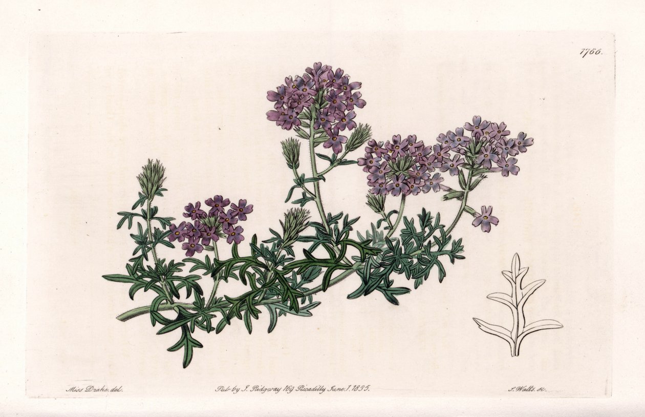 Verbena multifide - イギリスのSydenham Edwards (1768-1819)のBotanical Registerに掲載されたSarah Anne Drake (1803-1857)のイラストをS.Wattsが描いたもの。 作： シデナム・ティースト・エドワーズ