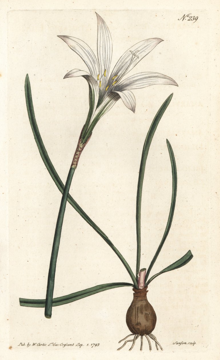 Virginia Amaryllis - Atamasco lily, Zephyranthes atamasco (Amaryllis atamasco) - Sydenham Edwards rom William Curtis