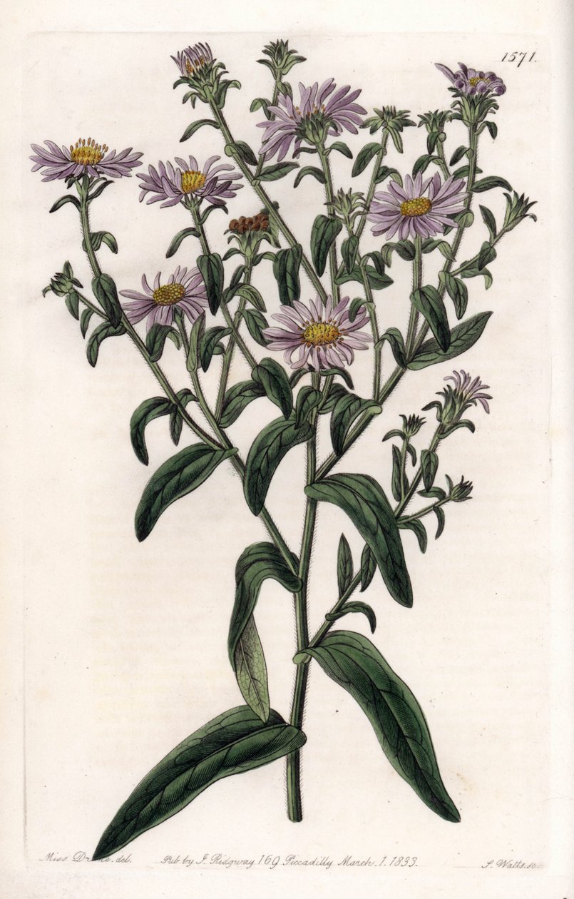 Virginia Aster or Harvester - イギリスのSydenham Edwards (1768-1819)のBotanical Registerに掲載されているSarah Anne Drake (1803-1857)のイラストをS.Wattsがエングレーヴィングしたもの。 作： シデナム・ティースト・エドワーズ
