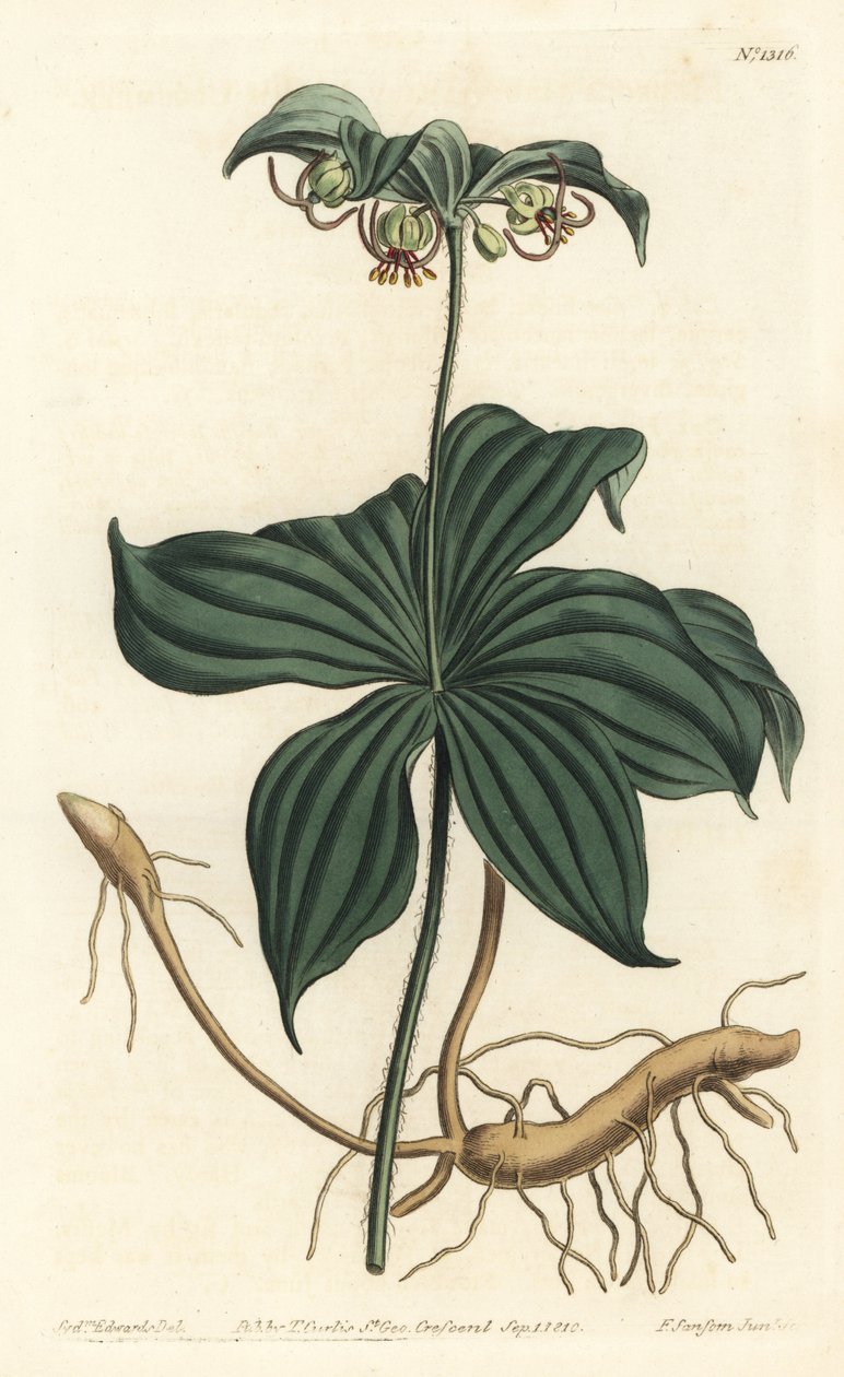Virginia Medeole or wild cucumber - Indian cucumber, Medeola virginiana.William Curtis