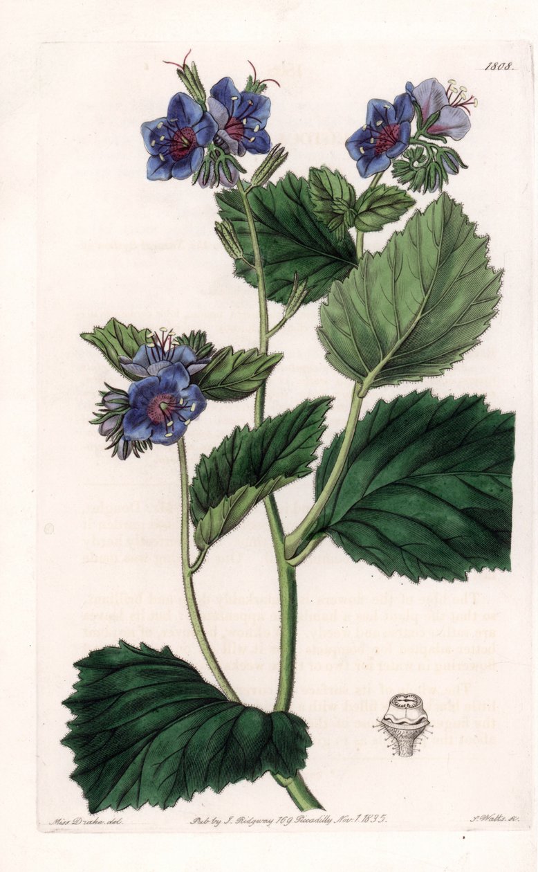 Viscous Phacelia - イギリスのSydenham Edwards (1768-1819)のBotanical Registerに掲載されたSarah Anne Drake (1803-1857)のイラストをS.Wattsがエングレーヴィングしたもの。 作： シデナム・ティースト・エドワーズ