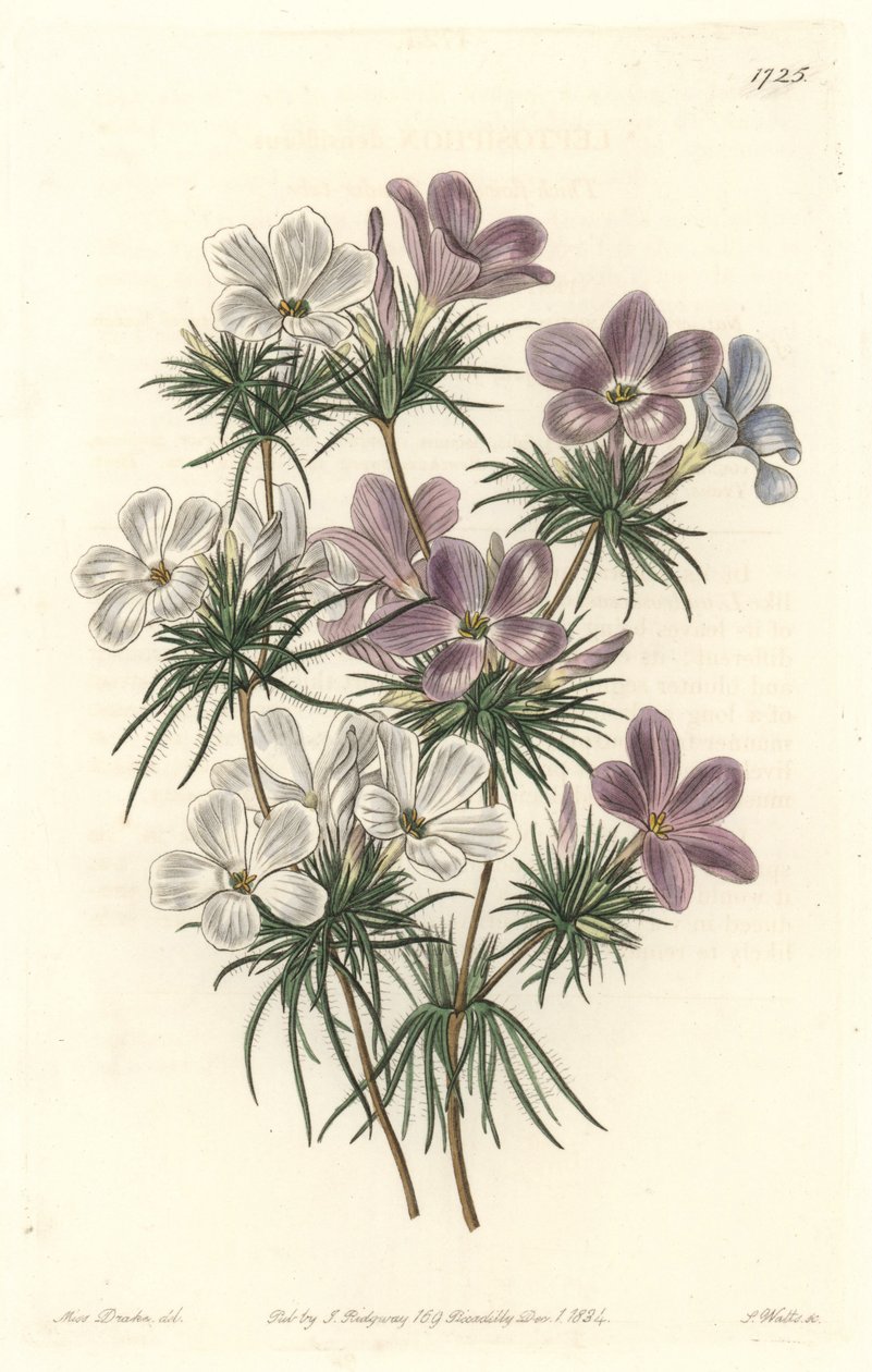 白と紫のレプトシフォン - Strong Water by S.Watts from an illustration by Sarah Anne Drake (1803-1857), from the Botanical Register 作： シデナム・ティースト・エドワーズ