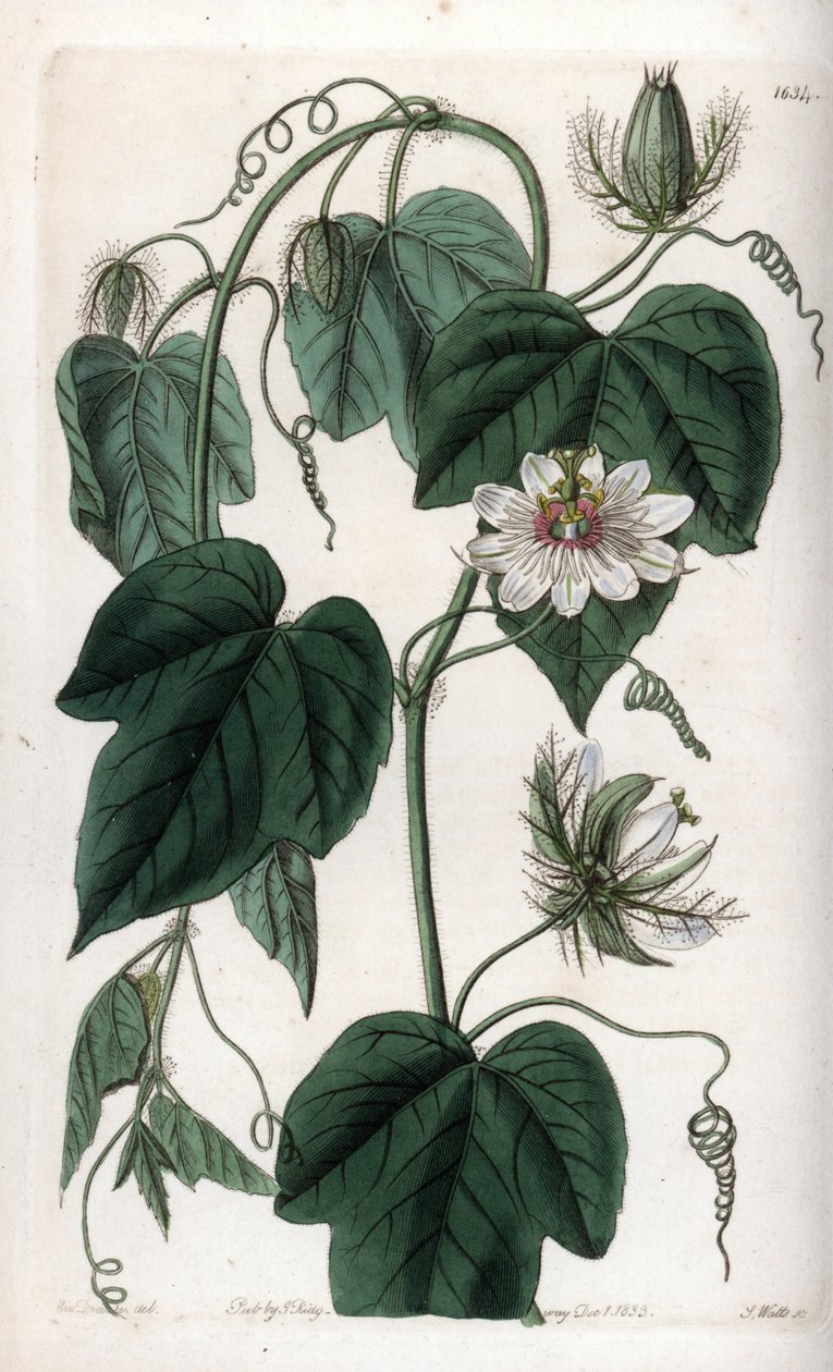 白い花のパッションフラワー - イギリスのSydenham Edwards(1768-1819)のBotanical Registerに掲載されたSarah Anne Drake(1803-1857)のイラストをS.Wattsがエングレービングしたボード。 作： シデナム・ティースト・エドワーズ