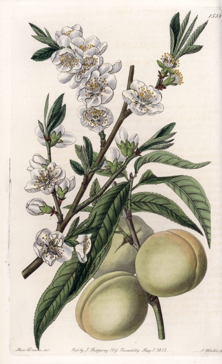 White pecher - イギリスのSydenham Edwards (1768-1819)のBotanical Registerに掲載されているSarah Anne Drake (1803-1857)のイラストをS.Wattsがエングレーヴィングしたもの。 作： シデナム・ティースト・エドワーズ