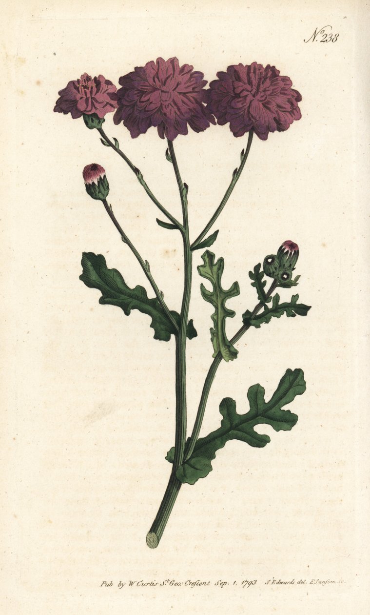 野生のシネレア - パープルグラウゼルまたはラグワート（Senecio elegans）。ロンドンのWilliam Curtis