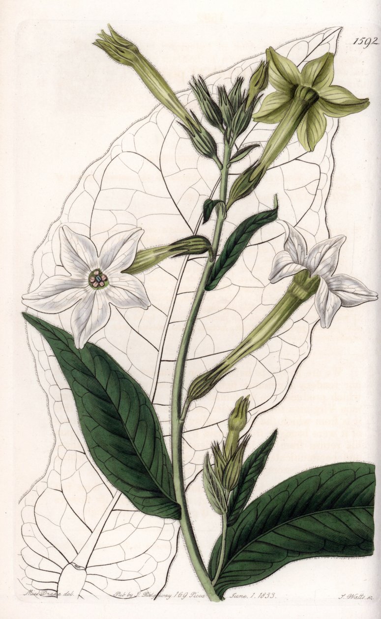ウィング・タバコ（装飾用タバコ） - イギリスのSydenham Edwards（1768-1819）のBotanical Registerに掲載されているSarah Anne Drake（1803-1857）のイラストをS.Wattsがエングレーヴィングしたもの。 作： シデナム・ティースト・エドワーズ