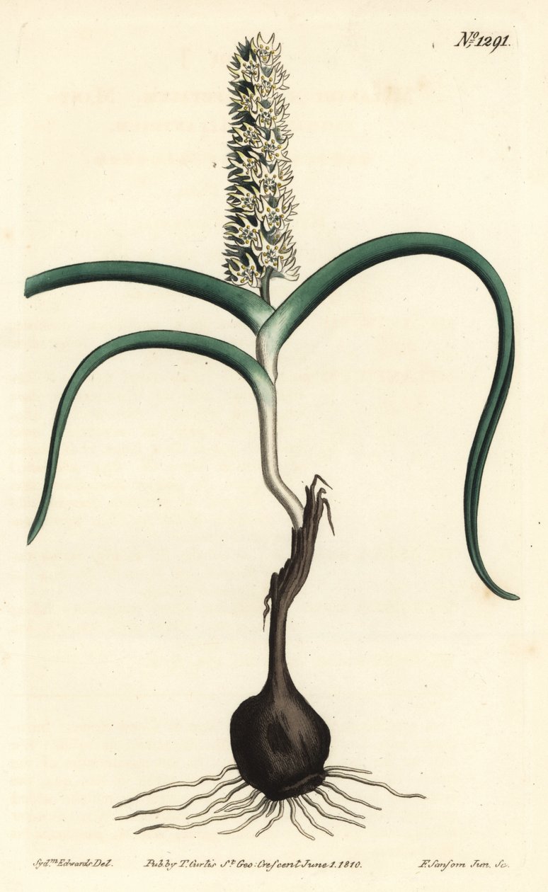 Wurmbea monopetala (Many-flowered melanthium, Melanthium monopetalum).William Curtis