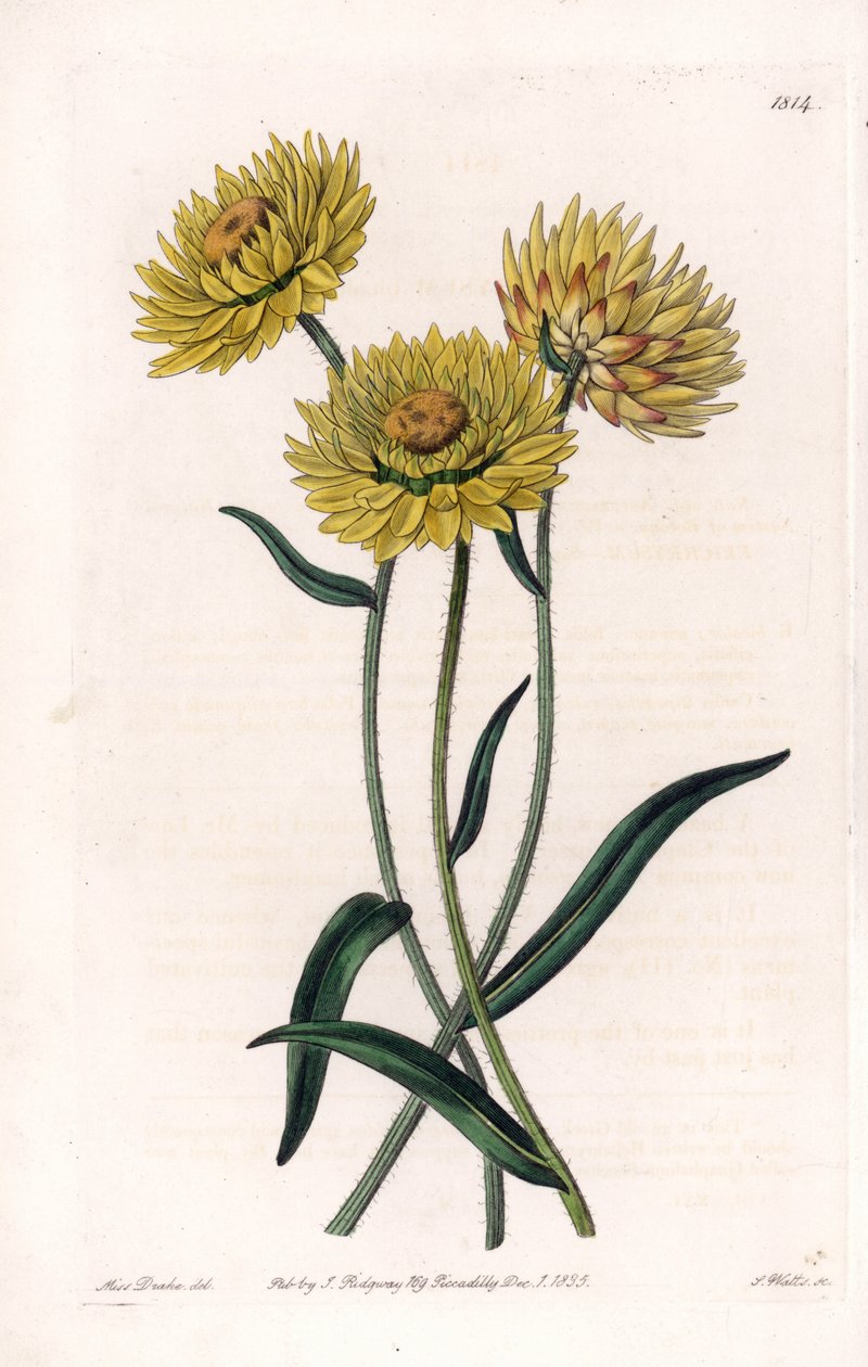オーストラリアの固有種であるXerochrysum variete - イギリスのSydenham Edwards（1768-1819）のBotanical Registerに掲載されているSarah Anne Drake（1803-1857）のイラストをS.Wattsがエングレーヴィングしたもの。 作： シデナム・ティースト・エドワーズ