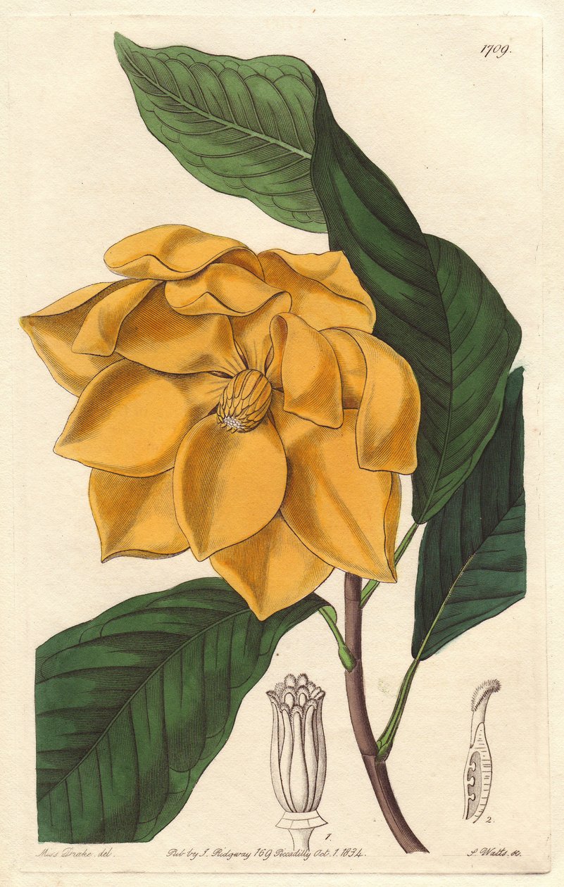 ジャワ島（インドネシア）原産の黄色い花のモクレン - Sarah Anne Drake（1803-1857）のイラストからS.Wattsが描いた強い水、Botanical Registerより。 作： シデナム・ティースト・エドワーズ
