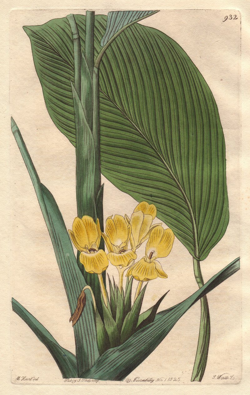 ブラジル原産の黄色い花のカラテア - S. Wattsの強い水、M. Martのイラストより、Botanical Registerより 作： シデナム・ティースト・エドワーズ