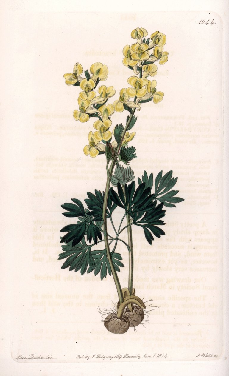 黄色い花を咲かせるコリデールの変種 - イギリスのSydenham Edwards（1768-1819）のBotanical Registerに掲載されているSarah Anne Drake（1803-1857）のイラストをS.Wattsがエングレーヴィングしたもの。 作： シデナム・ティースト・エドワーズ