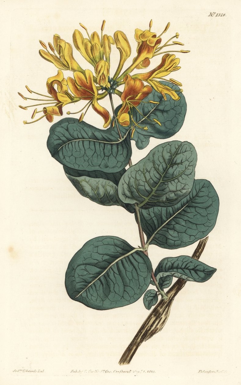 イエローフラワー・ウッドバイン（Lonicera flava）。William Curtis