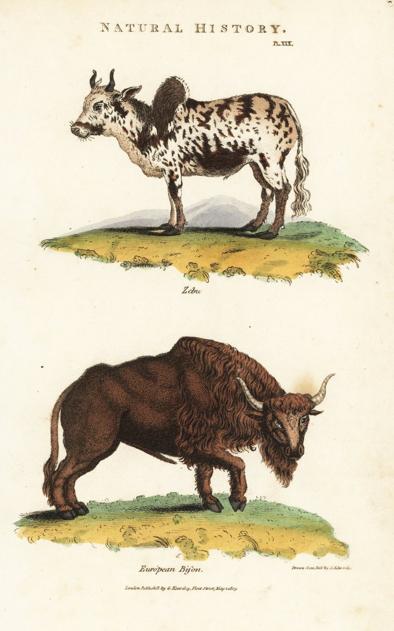 ゼブとバイソン - ゼブ・ハンプド・キャトル（Bos indicus）とヨーロッパ・バイソン（Bison bonasus）。ジョン・メイソン・グッドの『Pantologia, a New Encyclopedia』（G. Kearsley, London）のSydenham Edwardsによる手彩色銅版画。 作： シデナム・ティースト・エドワーズ